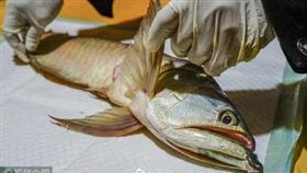 大陸貴州有名艾姓男子，養了一隻60公分金龍魚當寵物，不料金龍魚日前跳出魚缸外搶救不治，艾男就將牠送到寵物服務公司將火化，男子還難過嘆「捨不得吃」！（圖／翻攝自微博）