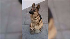 毛小孩,狼犬,雕刻,木雕,藝術品　圖／翻攝自臉書爆料公社