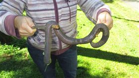 澳洲,蚯蚓,巨無霸,生物,熱帶雨林（圖／翻攝自推特7 News Brisbane‏）https://goo.gl/K9GCJz