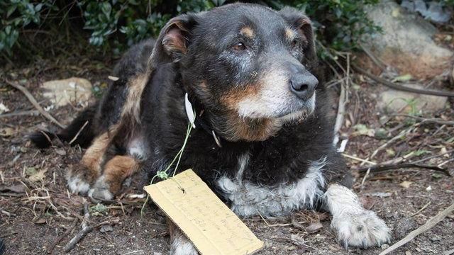 英雄4ni！牧羊犬失蹤原因被讚翻