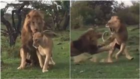 Masai Mara,交配,新娘,互鬥,獅,母獅,公獅,洞房,偷襲　圖／翻攝自YouTube影片 https://goo.gl/9qxxtU 