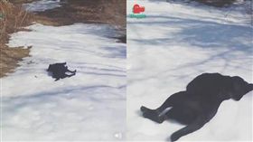 汪星人,狗,玩雪,雪丘,滑雪　圖／翻攝自臉書