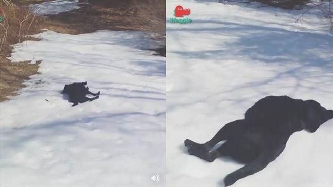 小黑狗超愛玩雪　滑雪萌樣笑翻主人
