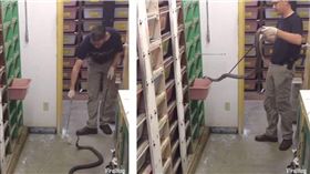 毒蛇,危險,餵食,白老鼠,蛇類,影片