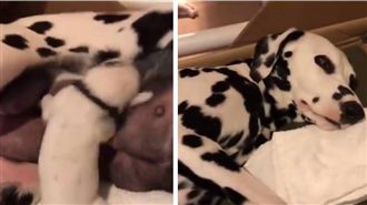 小狗吃母奶超嗨　網驚：嗑到藥了嗎？