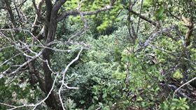 警消人員利用繩索吊掛方式進行救援。（圖／翻攝畫面）