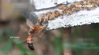 虎頭蜂「秒殺蜜蜂」　達人靠這招收服