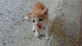 16:9 託孤？野貓媽媽來家裡逛一圈　走後竟留下勾追貓寶寶 圖／翻攝自PTT https://www.ptt.cc/bbs/Gossiping/M.1509254122.A.589.htm