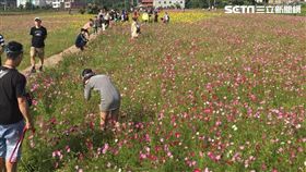 桃園花彩節,失格旅人,花海,踩花田。（圖／翻攝自2017桃園花彩節粉絲頁）