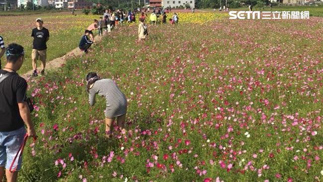 誇張！旅客亂闖花田　花彩節恐看無花