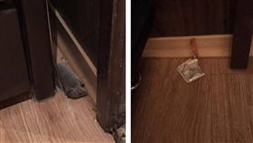 網友在溫泉會館休息時，意外看到一隻死老鼠和用過的保險套（圖／翻攝自爆料公社）