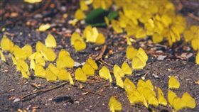 蝴蝶。（圖／翻攝自茂林國家風景區）