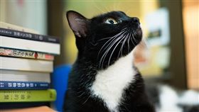 圖片來源：寵物滔客