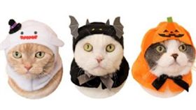 圖片來源：寵物滔客