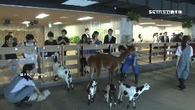 0大樓變牧場1700