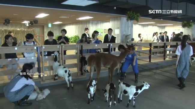 東京辦公大樓養牛　鮮乳現擠現喝