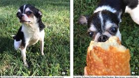 美國有一隻吉娃娃（Rumpelstiltskin）經歷相當特殊，Rumpelstiltskin為了活命，曾吃了前主人的遺體。（圖／翻攝自每日郵報）