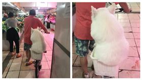 擔心弄髒腳ㄚ…薩摩耶坐小菜籃逛市場　白肉溢出讓人好想揉 圖/翻攝自微博