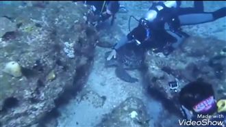 潛水客摸海龜還錄影　網友氣炸控虐待