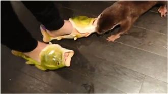 水獺誤把魚拖鞋當魚咬　網笑：很餓喔