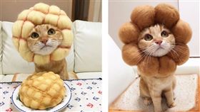 日本就有一個Instagram帳號「あみ」的網友常秀出他幫橘虎斑貓（Ran）打扮的照片，照片中Ran戴著不同食物（菠蘿麵包、波堤甜甜圈、吐司還是紅豆麵包）的羊毛氈頭套（圖／翻攝自《kibimomo》IG）
