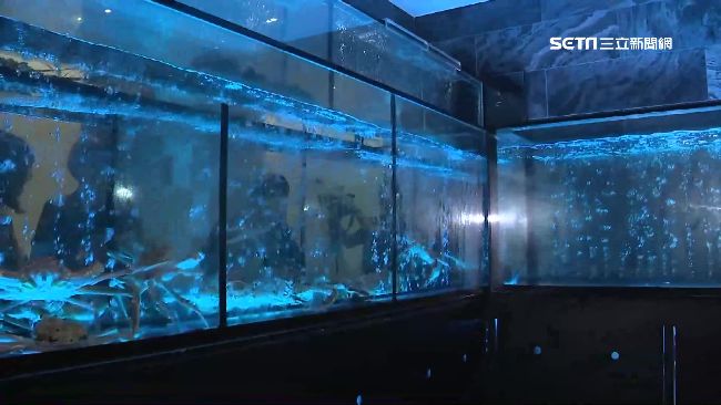 餐廳打造藍光百寶箱！海鮮現撈上桌