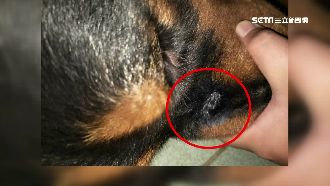 暴力男持棍打傷狗　嗆主人「來輸贏」