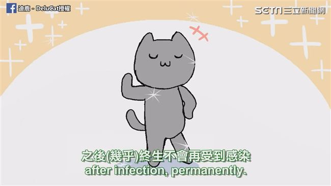 孕婦不能養貓？預防比害怕更重要