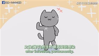 孕婦不能養貓？預防比害怕更重要