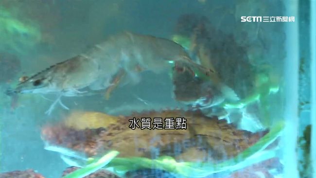 海水養殖有眉角　「養水」2周才能用