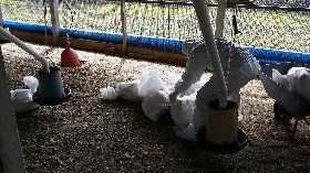 禽流感病毒隨風飄　監測研究散播半徑