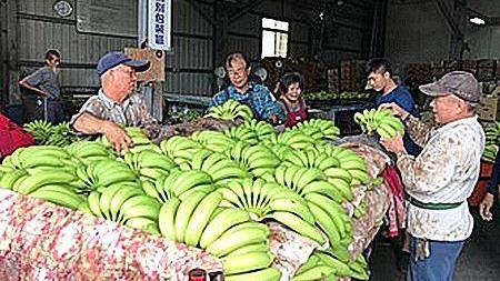 中油100座加油站　明日開賣香蕉