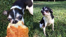 吉娃娃吃前飼主屍體。（圖／翻攝自臉書社團Dogspotting Society）