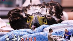 有一隻大冠鷲抓魚不成，反倒被拖進水中變落湯雞，野生動物急救站接獲通報後，趕緊將大冠鷲帶回吹乾，待大冠鷲靜養康復後，就會讓牠重返山林（圖／翻攝自《野生動物急救站》臉書）
