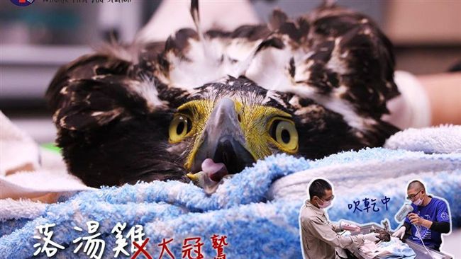 抓魚反被拖下水…大冠鷲秒變落湯雞
