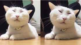 貓,梳頭,享受,喵星人,毛小孩,翻白眼　圖／翻攝自IG