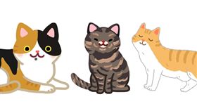 名家／毛起來／性別猜一猜！三花、玳瑁、橘貓　品種就能分公母？