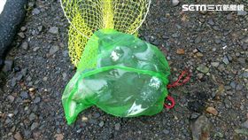 王男前往陽明山馬槽橋附近，利用漁網捕捉疲累的賽鴿，警方巡邏經過上前盤查，王男供稱受「和平鴿聯盟黨」委託，但鴿主卻說並無此事，警方訊後將他依竊盜罪送辦（翻攝畫面）