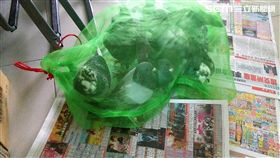 王男前往陽明山馬槽橋附近，利用漁網捕捉疲累的賽鴿，警方巡邏經過上前盤查，王男供稱受「和平鴿聯盟黨」委託，但鴿主卻說並無此事，警方訊後將他依竊盜罪送辦（翻攝畫面）