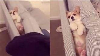 狗狗去哪了？最後竟在「這裡」找到牠