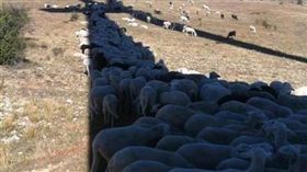 夏天,艷陽,防曬,綿羊,有趣,遮陽　圖／翻攝自臉書爆料公社