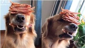 肉乾,忍耐,狗,汪星人,黃金獵犬,阿金　圖／翻攝自臉書