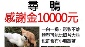 尋鴨啟示,公告,鴨子,薑母鴨
