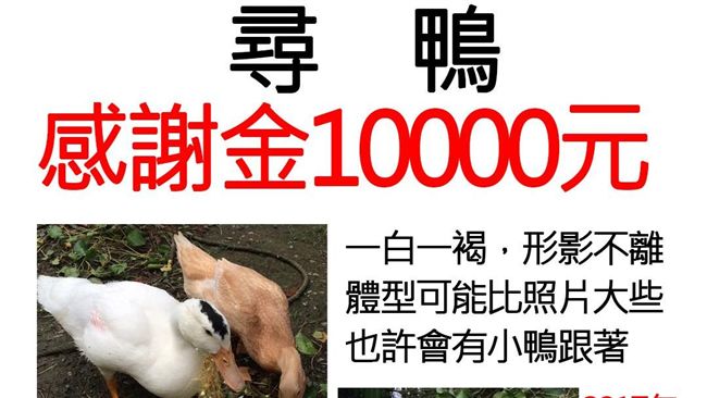 飼主急貼尋鴨啟示　網友：恐淪薑母鴨