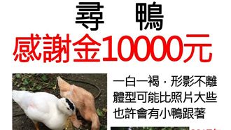 飼主急貼尋鴨啟示　網友：恐淪薑母鴨