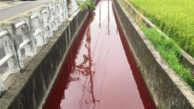 又見廢水排放！后里水溝「血流成河」