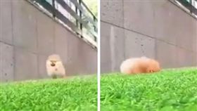 博美　截圖自愚鈍（＠po_iz）Twitter帳戶