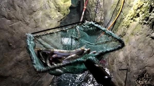 夢醒後挖家中地板噴魚　他變百萬富翁