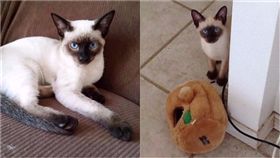 貓,喵星人,沙漠,暹羅貓,動物,救援,暈倒,橘貓　圖／翻攝自LoveＭeow　https://goo.gl/x1EUU5