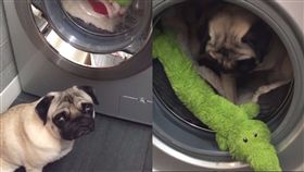 娃娃被丟去洗，巴哥快哭了。（合成圖／翻攝自iammontythepug IG）